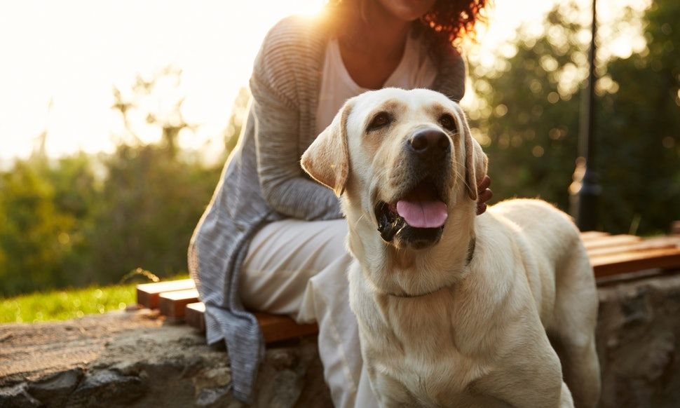 Köpeğinin Seni Sevdiğinin 9 İşareti